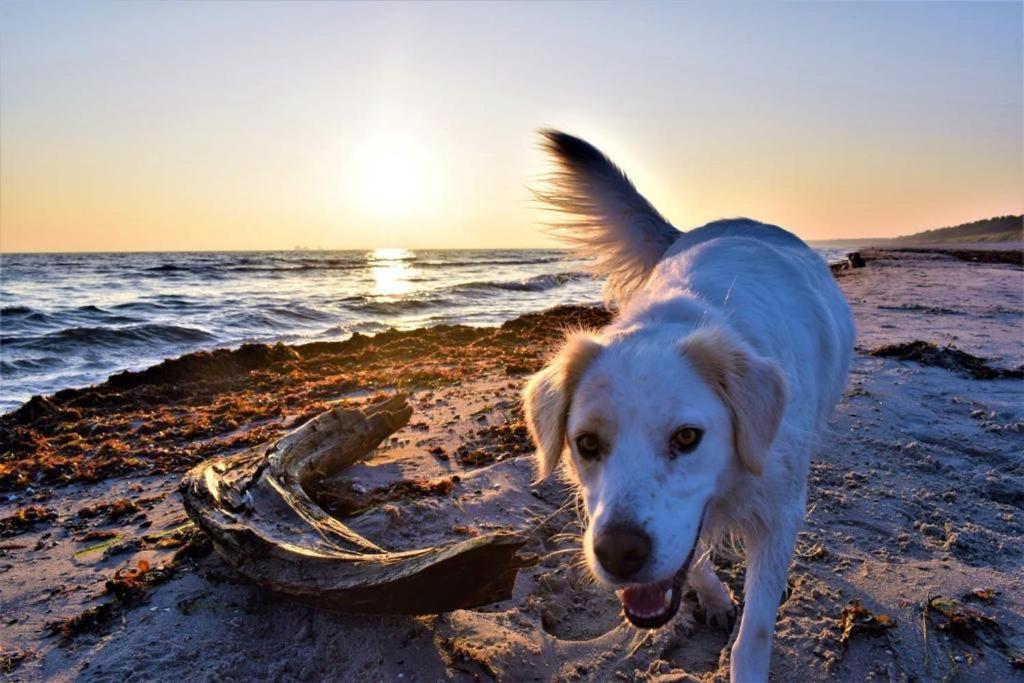 Haus Am Strand Breege Buitenkant foto